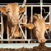 Vanlige gitter og sikkerhetsfanggitre